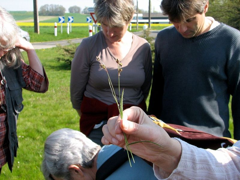 2010 04 Plantes sauvages comestibles 04